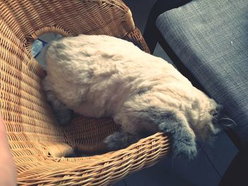 Close-up of cat sleeping in basket