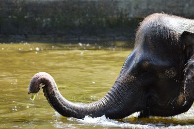 Close-up of elephant in lake