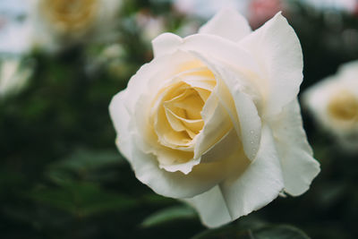 Close-up of white rose