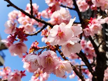 Low angle view of apple blossoms in spring