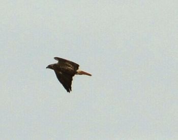 Low angle view of birds flying