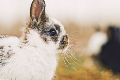 Close-up of a cat looking away