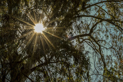 Low angle view of sunlight streaming through trees in forest