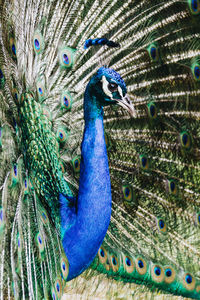 Close-up of peacock