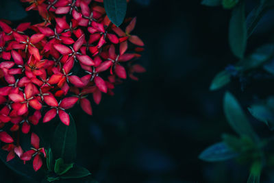 Close-up of red flowering plant