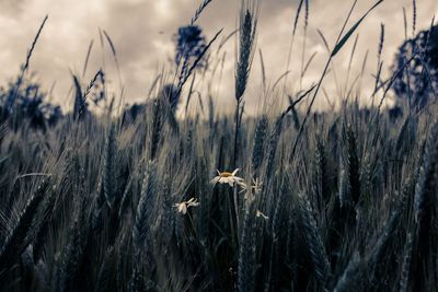 Close-up of plants growing on field