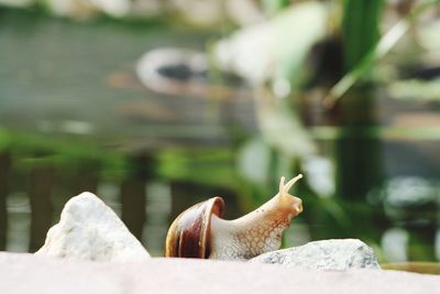 Close-up of snail on rock by lake