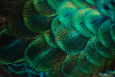 Full frame shot of peacock