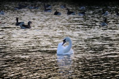 Swans swimming in lake