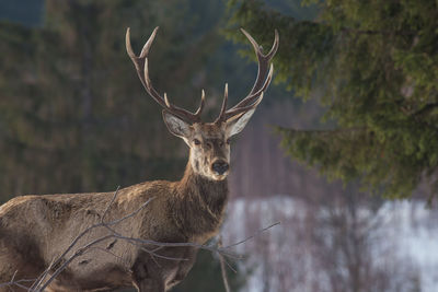 Portrait of stag during winter