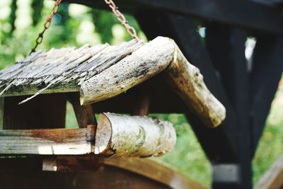 Close-up of log on tree trunk