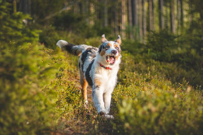 Candid portrait of an australian shepherd puppy dog on a walk in the woods. joyful expression 