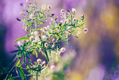 Beautiful fairy pink white flowers on colorful dreamy magic green blue purple blurry background