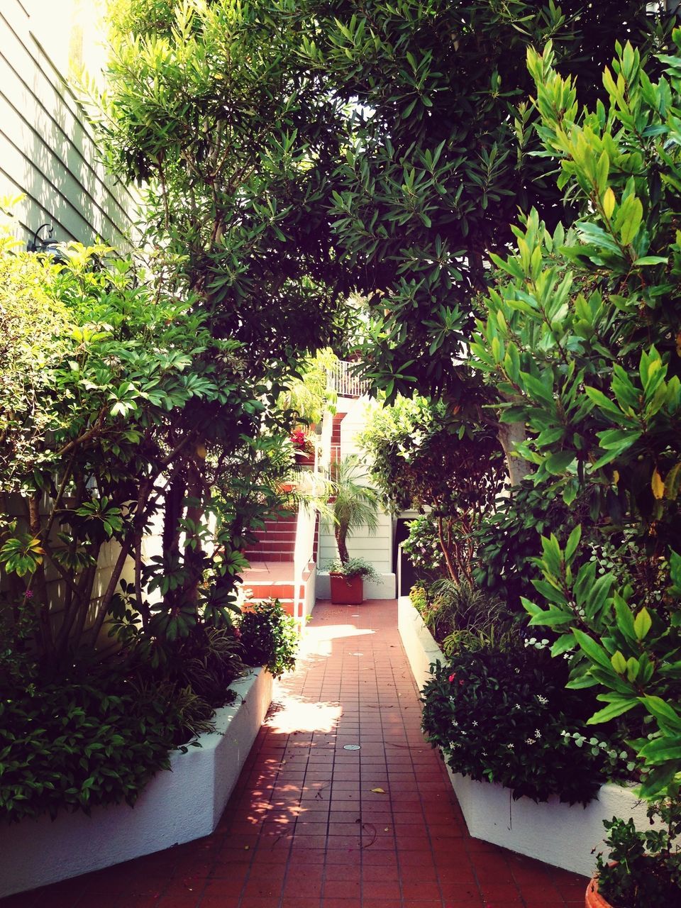 the way forward, tree, plant, growth, built structure, architecture, building exterior, green color, potted plant, narrow, footpath, house, walkway, diminishing perspective, day, sunlight, no people, leaf, pathway, outdoors