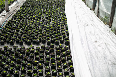 High angle view of potted plants in greenhouse