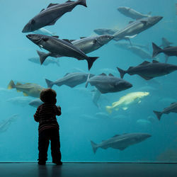 Rear view of boy standing by fish swimming in aquarium