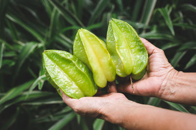 Close-up of hand holding leaf