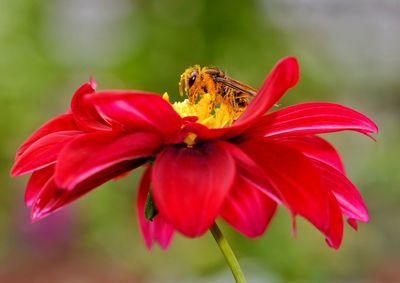 Closed up honey bee pollinating flower