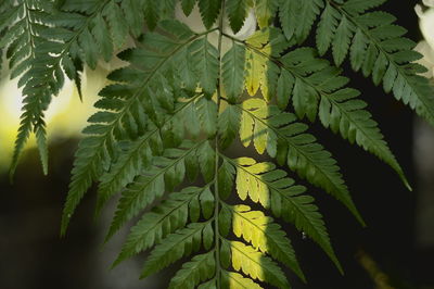 Close-up of green leaves on tree