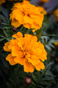 Close-up of yellow flower