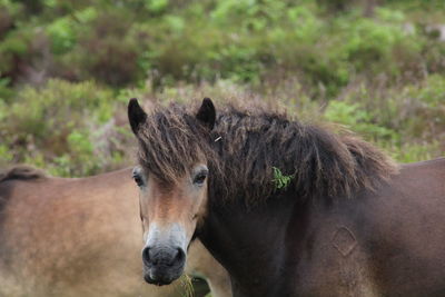 Close-up portrait of a exmoor ponies 
