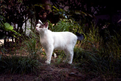 Cat sitting on grass