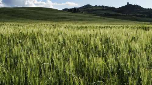 Scenic view of agricultural field