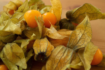 Close-up of orange physalis