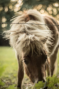 Pony grazing on field by barbed wire