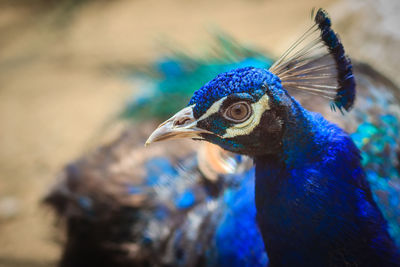 Close-up of a peacock