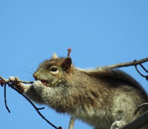 Low angle view of squirrel against blue sky