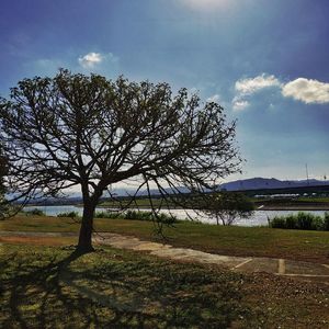 Bare tree on field against sky
