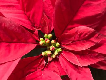 Close-up of red flower blooming outdoors