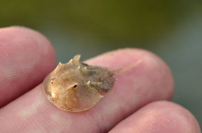 Baby kabutops horseshoe crab holding in hand. tiny unique sea creature.