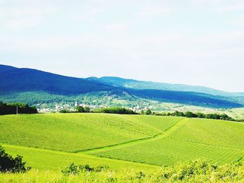 Scenic view of agricultural field against sky