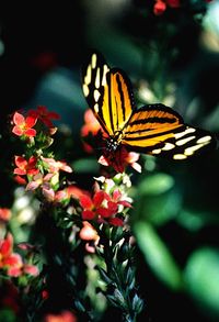 Close-up of butterfly on flower