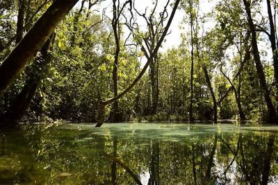 Reflection of trees in lake