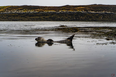 View of birds on beach