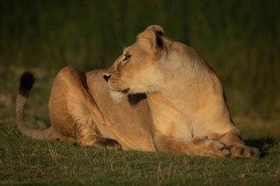 Lioness lies on grass turning head back