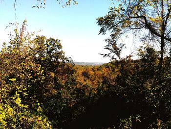 Trees on landscape against clear sky