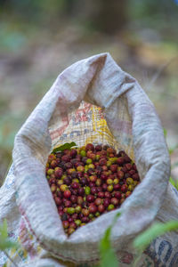 Close-up of fruits on plant