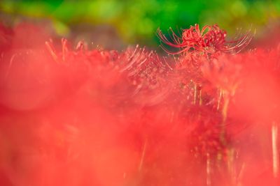 Close-up of red flowering plant