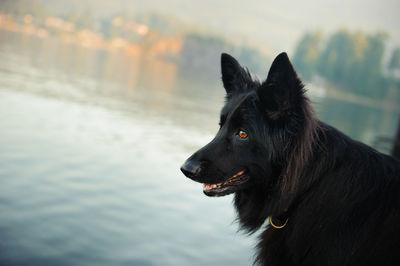 Close-up of black dog against sky during sunset