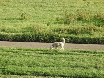 View of dog on field