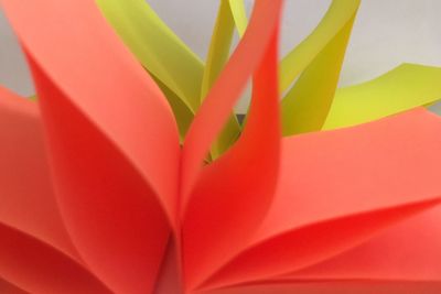 Full frame shot of multi colored flowering plant