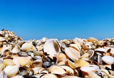 Close-up of shells on beach against clear blue sky