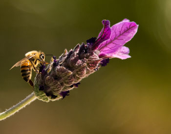 Close-up of butterfly pollinating on purple flower