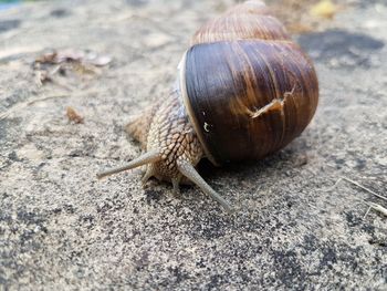 Close-up of snail