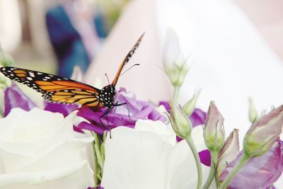 Close-up of a butterfly on flowers