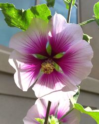 Close-up of pink flower blooming outdoors